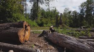 Best Arborist Consultation Services  in Airport, CA