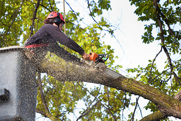 Best Stump Grinding and Removal  in Airport, CA