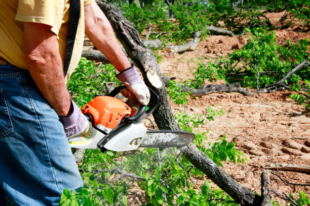 Best Lawn Renovation and Restoration  in Airport, CA